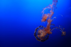 aquarium-Monterey3